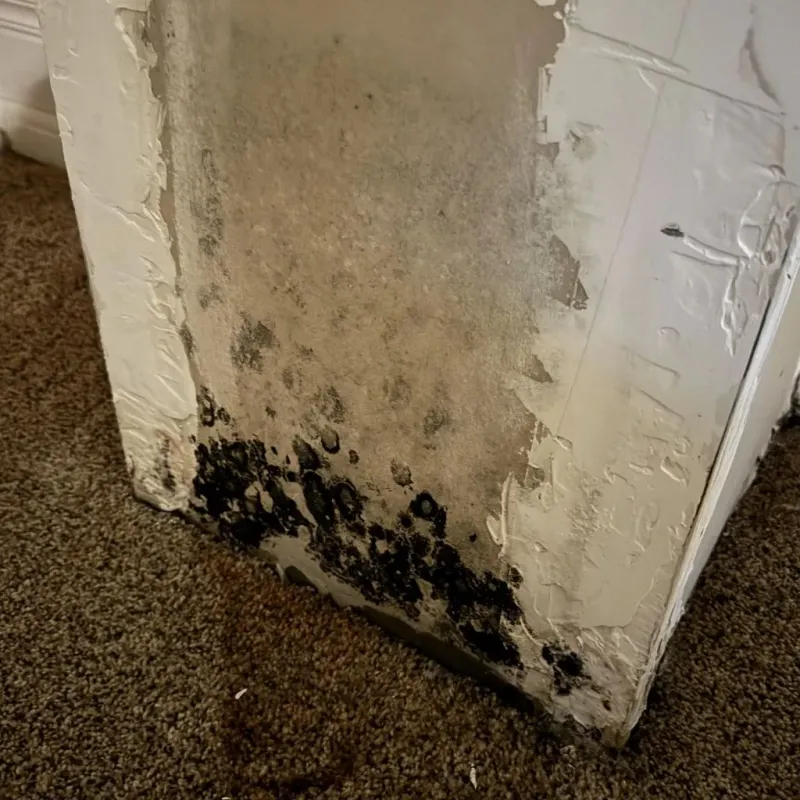 Professional Mold Removal in Mukwonago, WI
